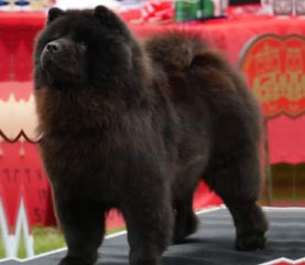 The Chow Chow Club