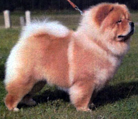 The Chow Chow Club