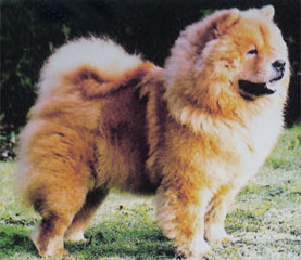 The Chow Chow Club