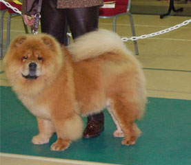 The Chow Chow Club