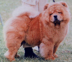 The Chow Chow Club