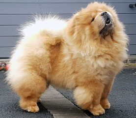 The Chow Chow Club