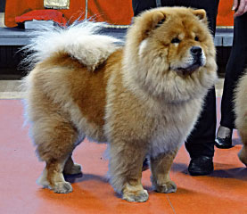 The Chow Chow Club