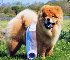 The Chow Chow Club