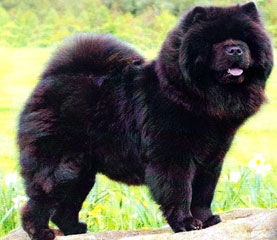 The Chow Chow Club