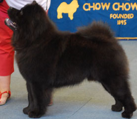 The Chow Chow Club