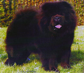 The Chow Chow Club