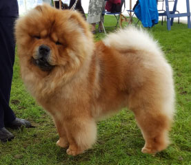 The Chow Chow Club