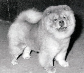 The Chow Chow Club