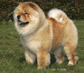 The Chow Chow Club
