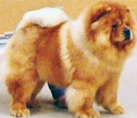 The Chow Chow Club