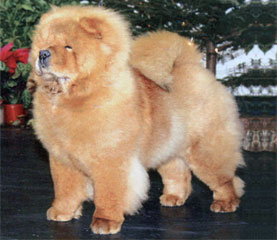 The Chow Chow Club