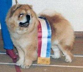 The Chow Chow Club