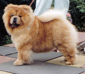 The Chow Chow Club