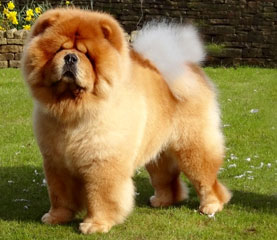 The Chow Chow Club