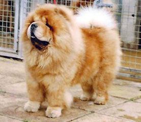 The Chow Chow Club