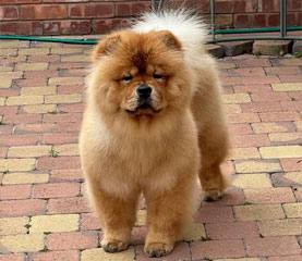 The Chow Chow Club