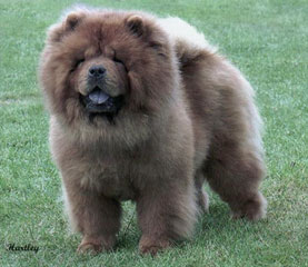 The Chow Chow Club
