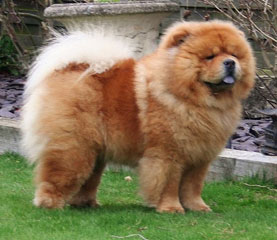 The Chow Chow Club