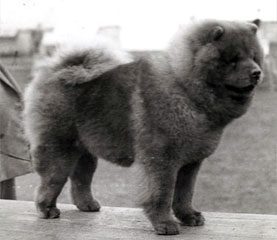 The Chow Chow Club