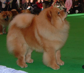 The Chow Chow Club
