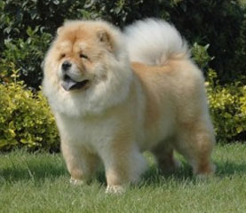 The Chow Chow Club