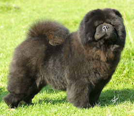 The Chow Chow Club