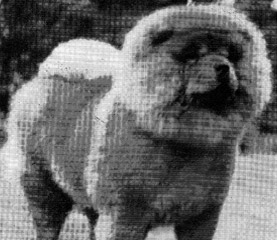 The Chow Chow Club