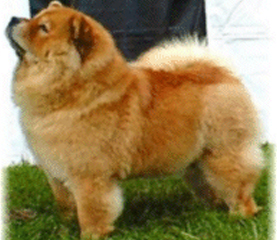 The Chow Chow Club