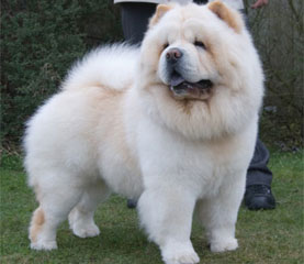 The Chow Chow Club