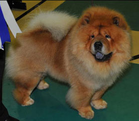 The Chow Chow Club