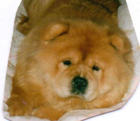 The Chow Chow Club