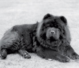 The Chow Chow Club