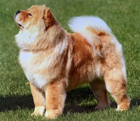 The Chow Chow Club