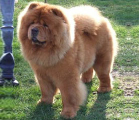 The Chow Chow Club