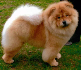 The Chow Chow Club