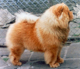 The Chow Chow Club