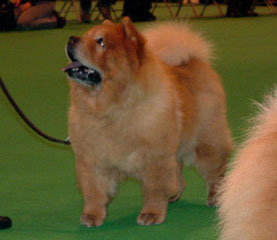 The Chow Chow Club
