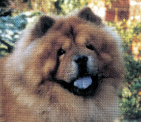 The Chow Chow Club