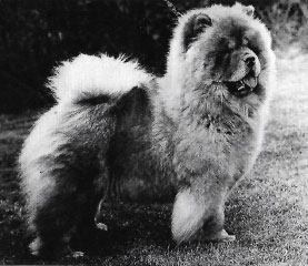 The Chow Chow Club