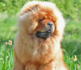 The Chow Chow Club