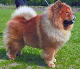 The Chow Chow Club