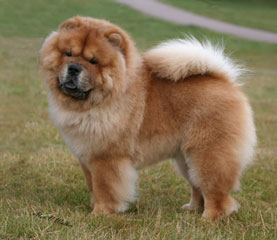 The Chow Chow Club