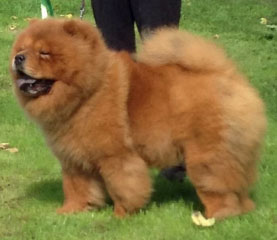 The Chow Chow Club