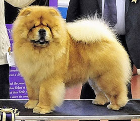 The Chow Chow Club