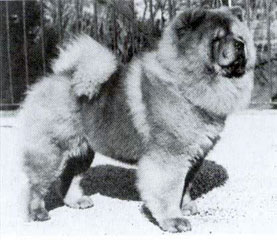 The Chow Chow Club