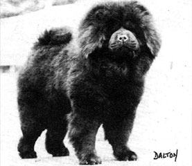 The Chow Chow Club