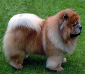 The Chow Chow Club