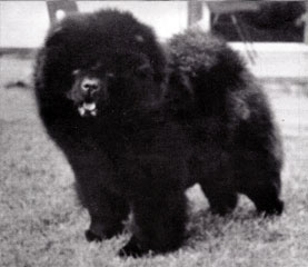 The Chow Chow Club
