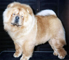 The Chow Chow Club